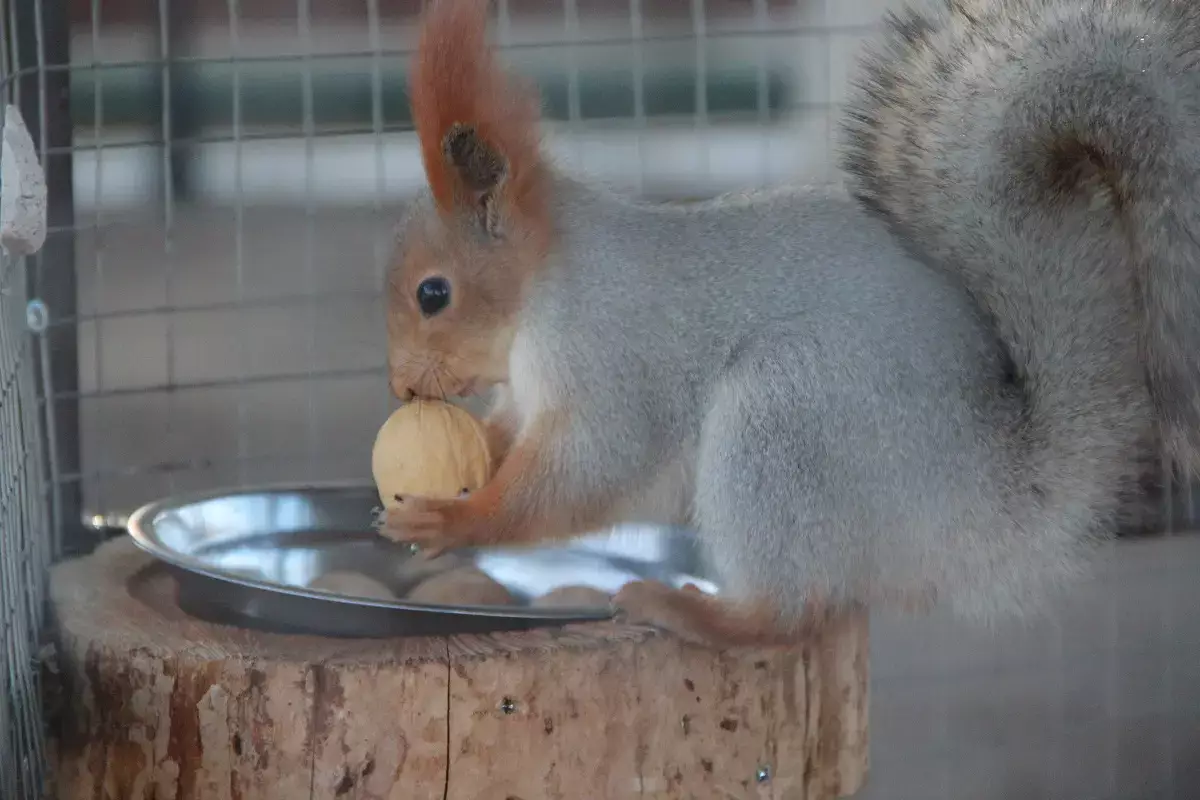 Хвостатые друзья энергетиков: как в ТОО «МАЭК» оберегают и холят белок (фото) - новости на Lada.kz 08.11.2025