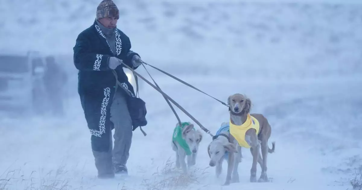  Астанада «Қазақы тазы» тұқымына арналған аңшылық сынақтар өтті 