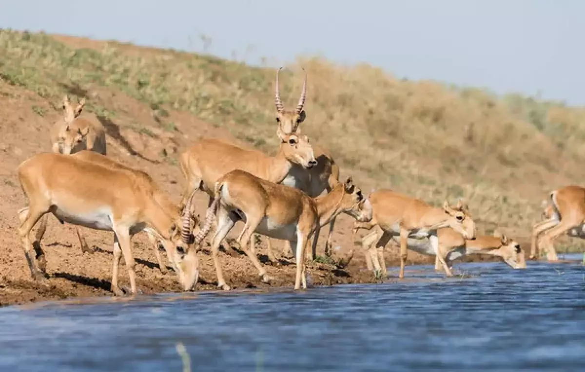 Деликатес степей: чем ценится мясо сайгака
