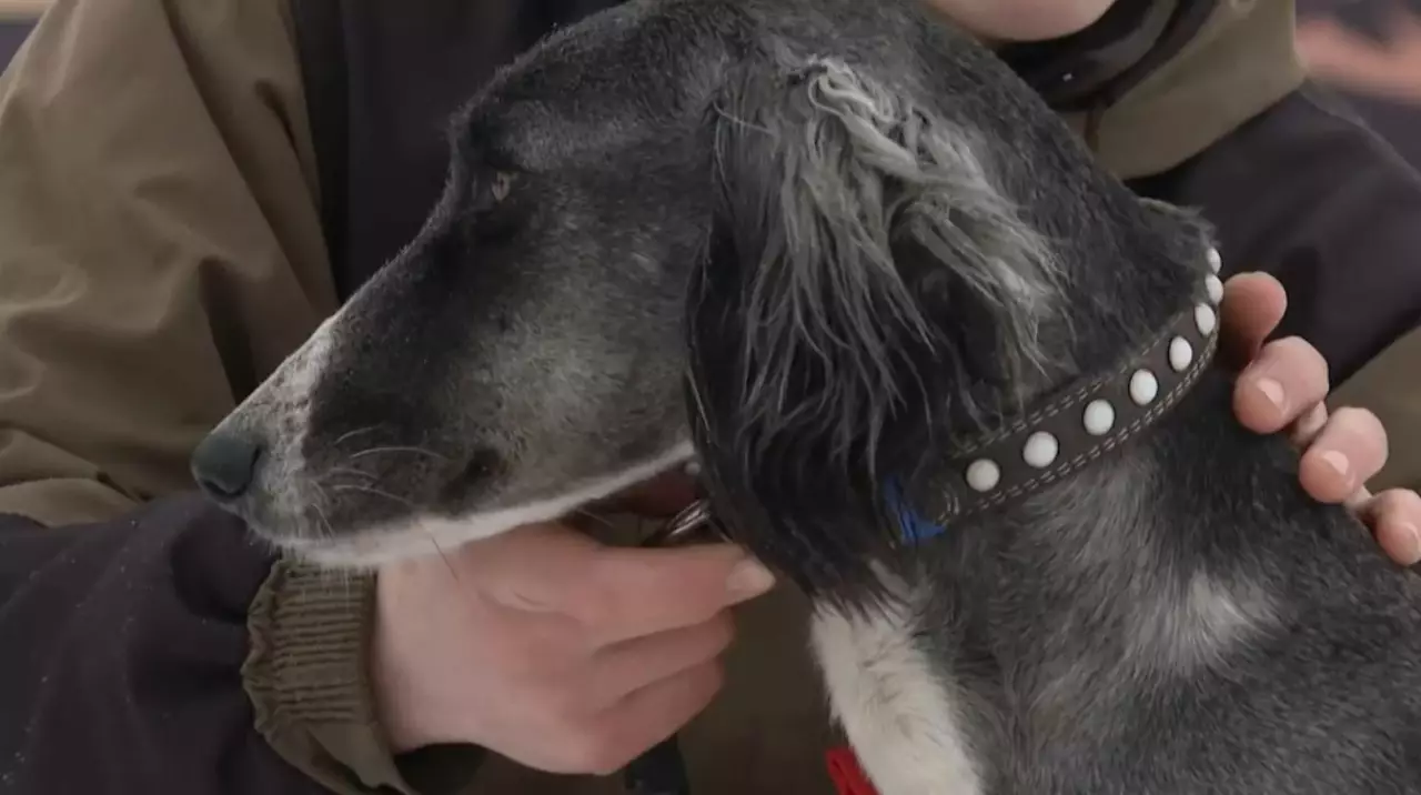 Казахскую тазы испытали на скорость и выносливость в Астане