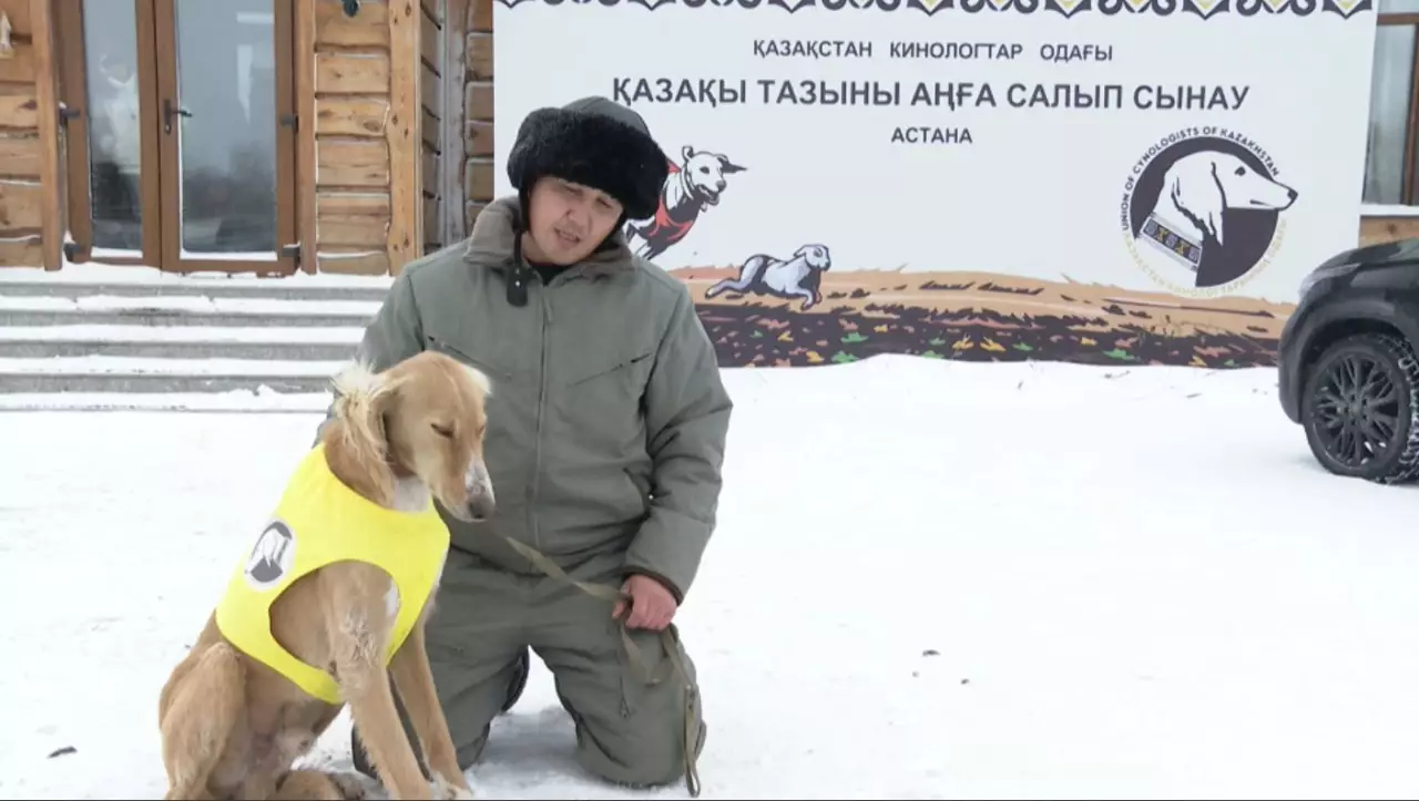 Қазақы тазының сапасын арттыру қажет