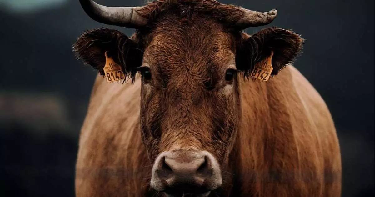  Алматы облысының әкімдігі сібір жарасы көмілген орынға қатысты жағдайды түсіндірді 