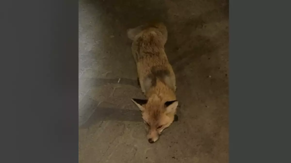 Дикое животное напало на работницу завода в Костанайской области