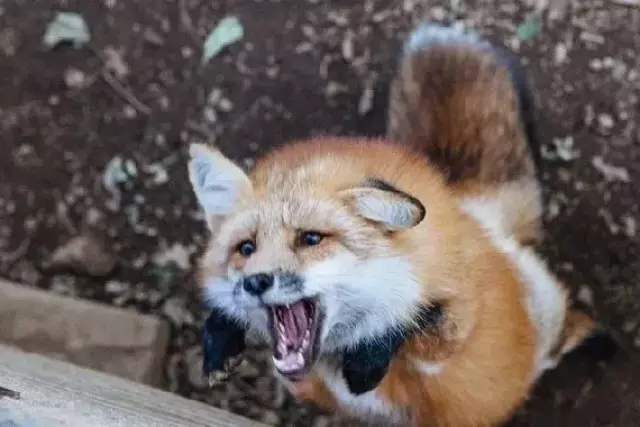 Қостанай облысында зауыт қызметкеріне жабайы жануар шабуыл жасады