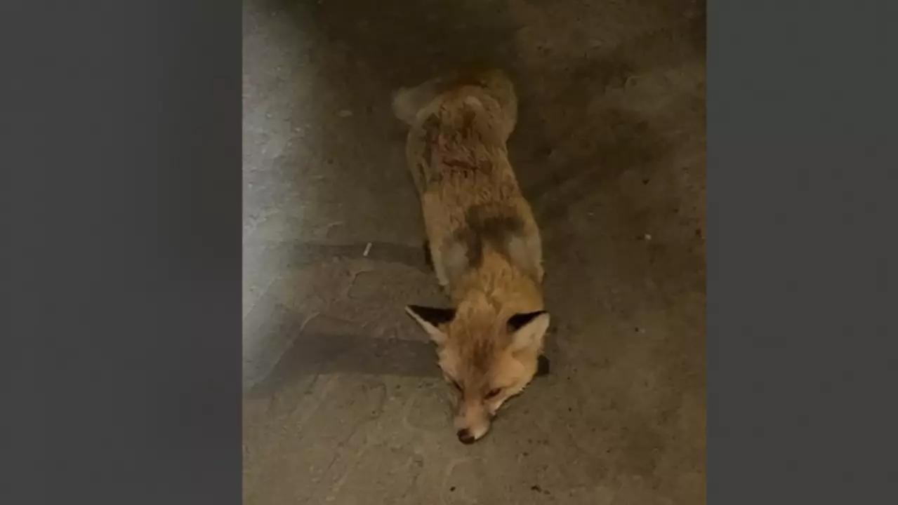 Рабочая группа создана в связи с ситуацией с дикими животными в Костанайской области