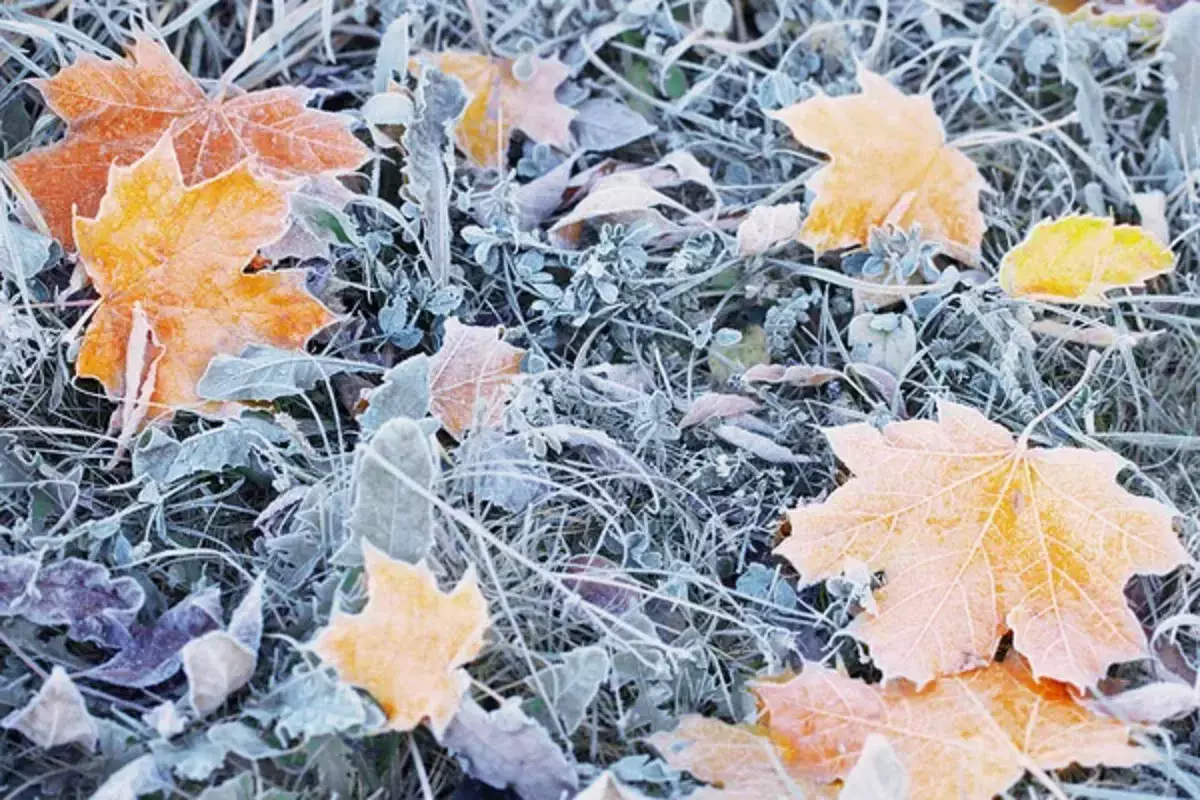 Бүгін еліміздің бірнеше өңірінде қар жауып, көктайғақ болады