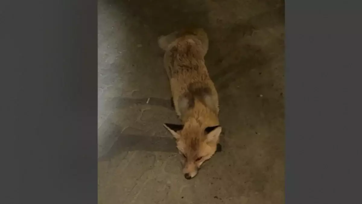 Женщина пострадала после попытки снять дикое животное на видео в Костанайской области