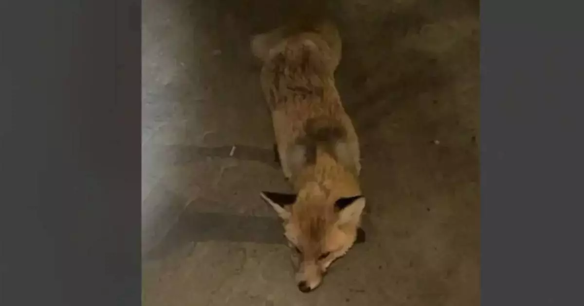  Қостанай облысында жабайы түлкілер адамдарға шабуылдай бастаған 