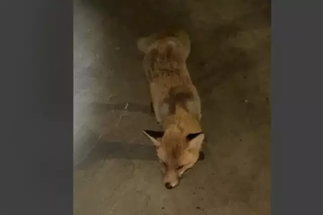 Қостанай облысында жабайы түлкілер адамдарға шабуылдай бастаған