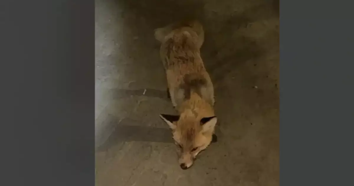   Қостанайда жабайы түлкі адамға шабуыл жасаған   