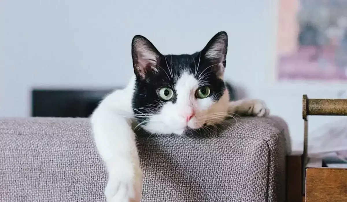 Екібастұзда тірі мысықты постаматқа қамап кеткендер халықтың ашуын туғызды