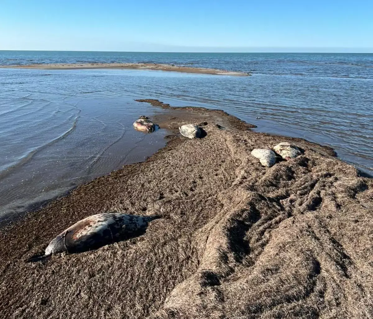 Несколько десятков мертвых тюленей обнаружили на побережье острова Кулалы - новости на Lada.kz 09.11.2025