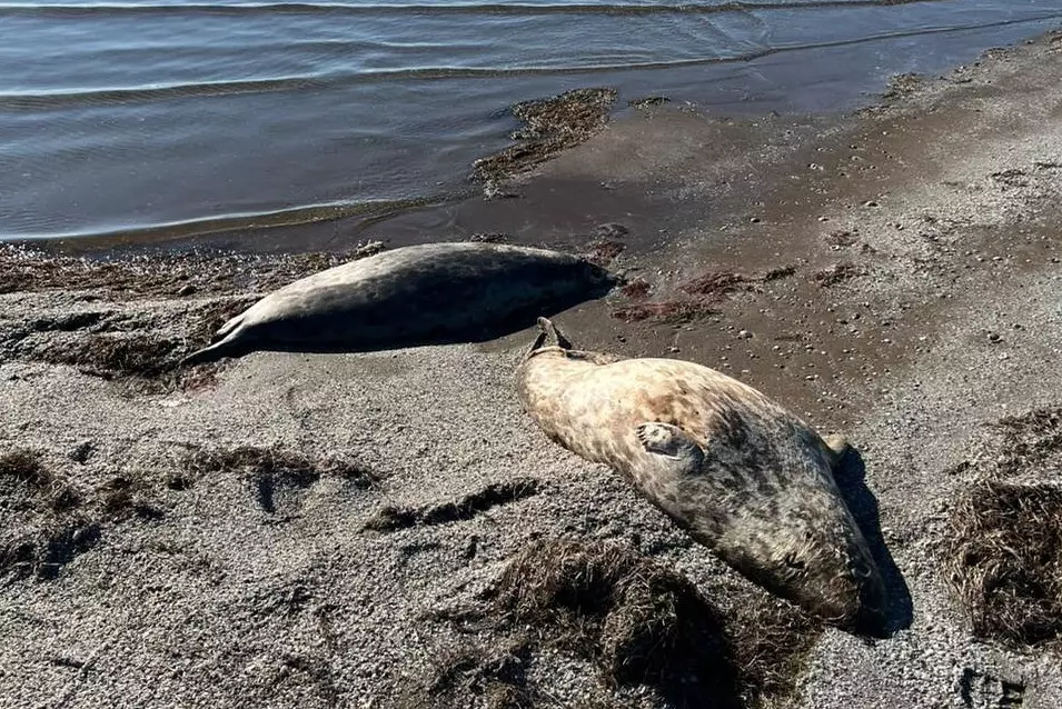 Массовая гибель тюленей зафиксирована на побережье острова Кулалы