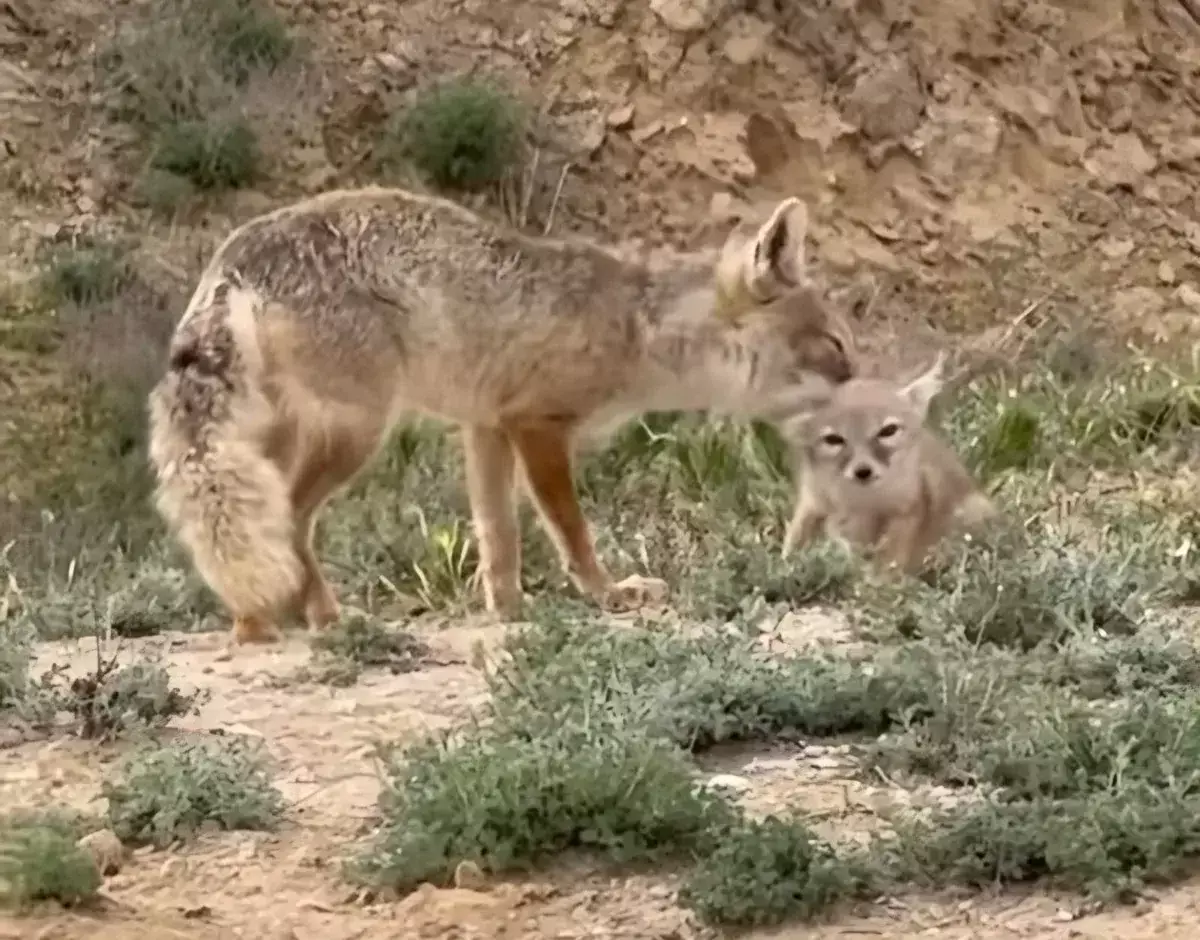 В жилом районе Актау заметили корсака - новости на Lada.kz 09.11.2025