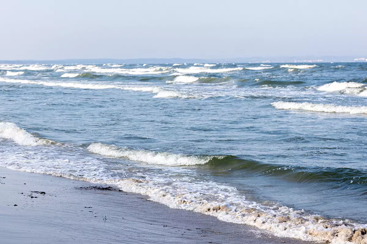 В Казахстане на побережье Каспийского моря вновь зарегистрировали гибель тюленей.