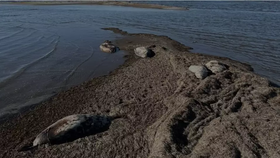 Каспий теңізінен тағы да 70-тен астам итбалықтың өлексесі табылды