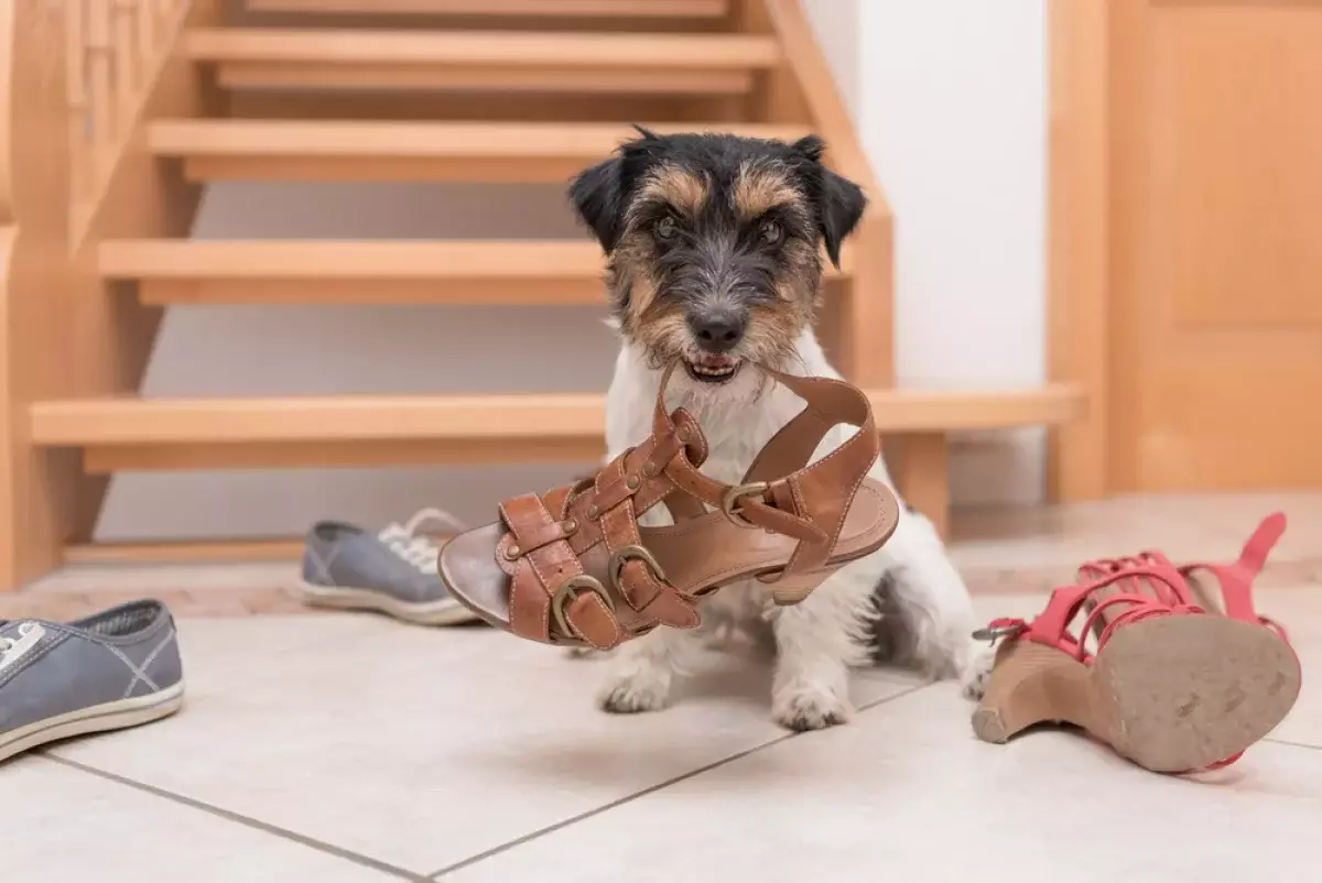 Кому - радость, а кому - нет: как кошки и собаки влияют на пожилых людей