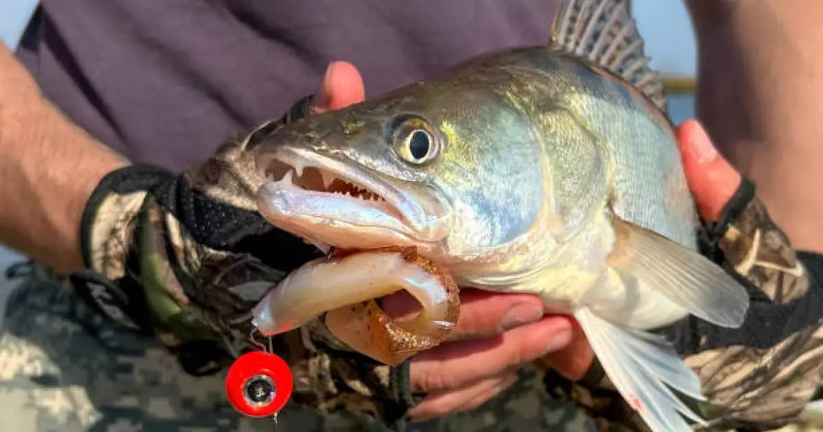  «Құны – 254 млн теңге»: Қызылордада шенеуніктер 75 тонна көксеркені заңсыз экспорттаған 