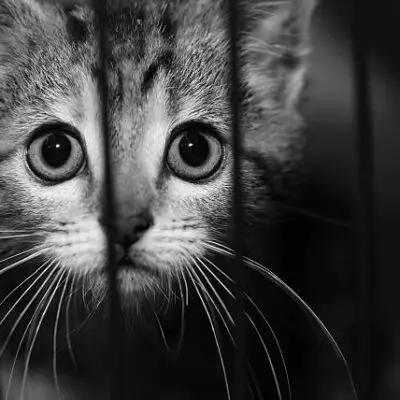 Кота заперли в постомате Kaspi в Экибастузе (видео)