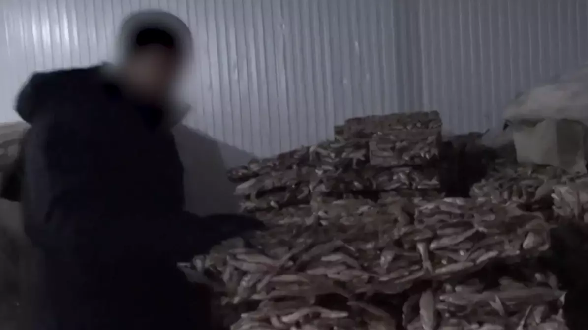 Қызылордада 75 тонна көк серке заңсыз Еуропаға жөнелтілген