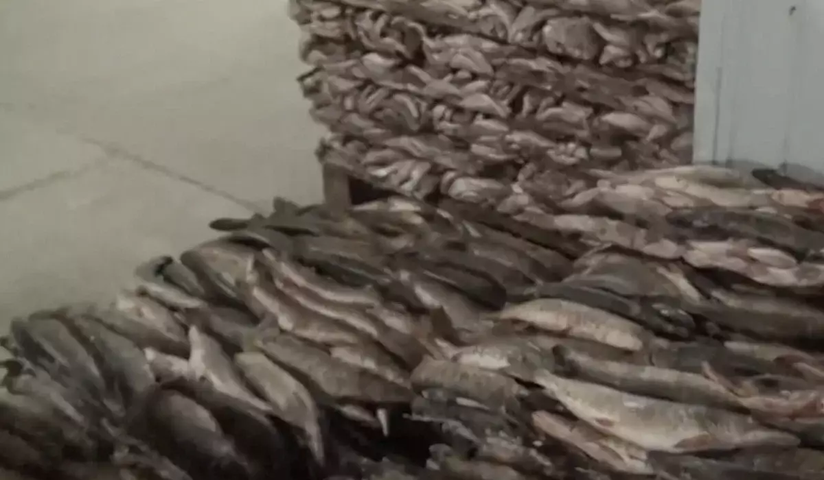 Еуропаға 75 тонна заңсыз балық экспорттаған кәсіпорын басшылары сотталып кетті