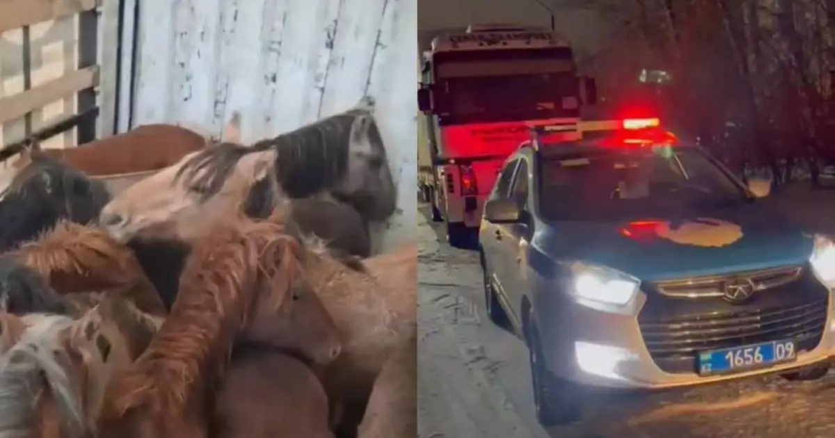  Қарағанды облысында жүк көлігіне ұрланған 45 жылқыны тиеп алған жүргізуші ұсталды 