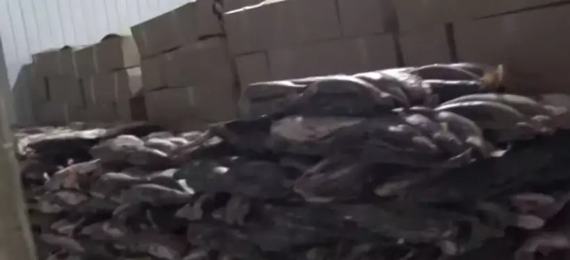 Вынесен приговор: филе судака на 254 млн тенге незаконно экспортировали в Европу из Кызылординской области