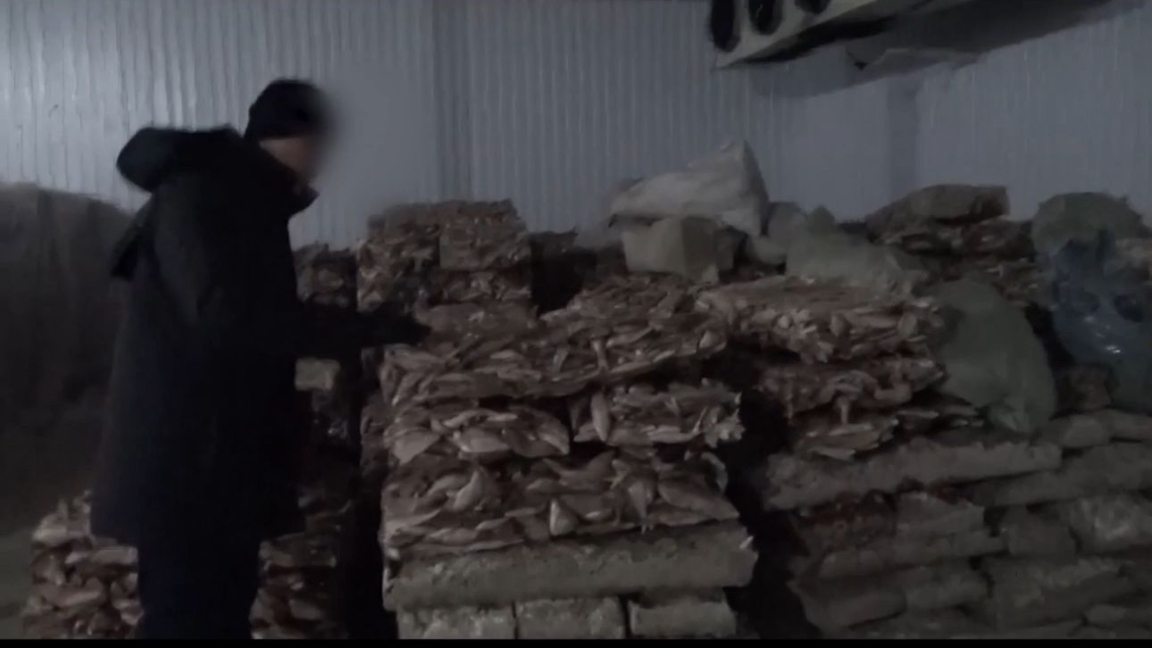 Қызылордада балық экспортына байланысты 254 млн теңгенің заңсыз схемасы әшкереленді