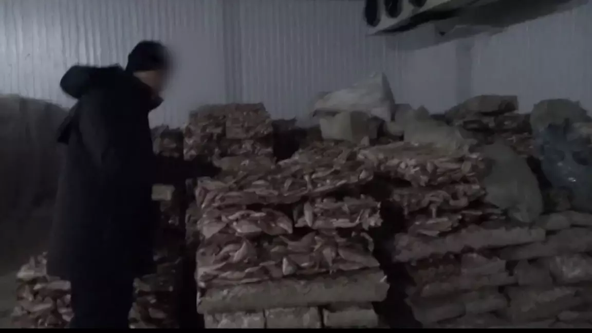 Қызылордада балық экспортына байланысты 254 млн теңгенің заңсыз схемасы әшкереленді