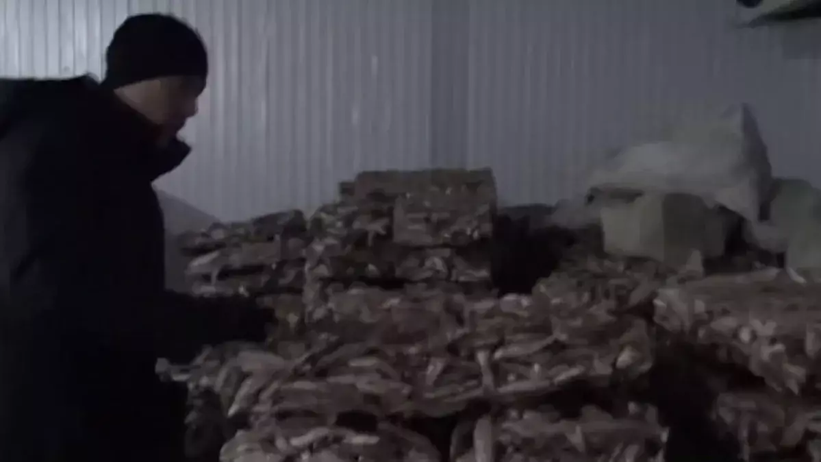 75 тонна көк серкені заңсыз экспорттағандарға үкім шықты