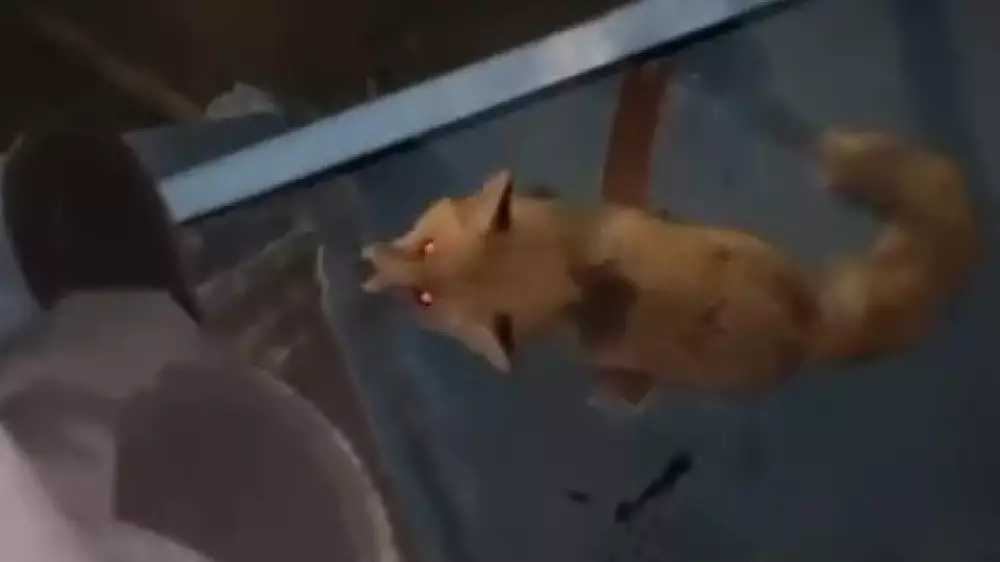 Дикие животные выходят к людям: видео с агрессивной лисой встревожило житикаринцев