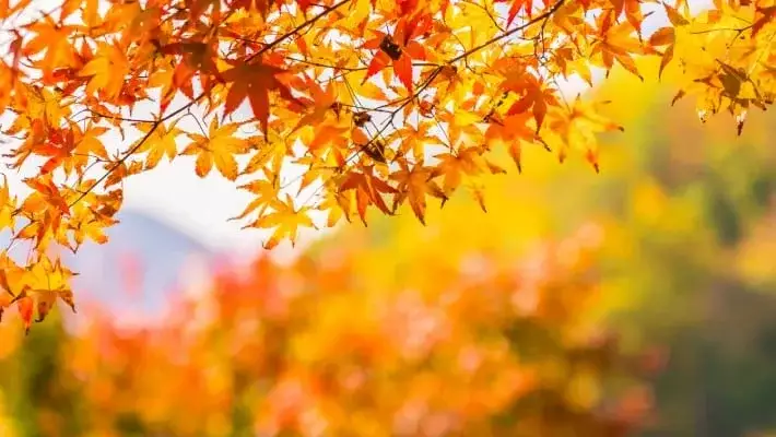 В Узбекистане ожидается потепление до 20 градусов