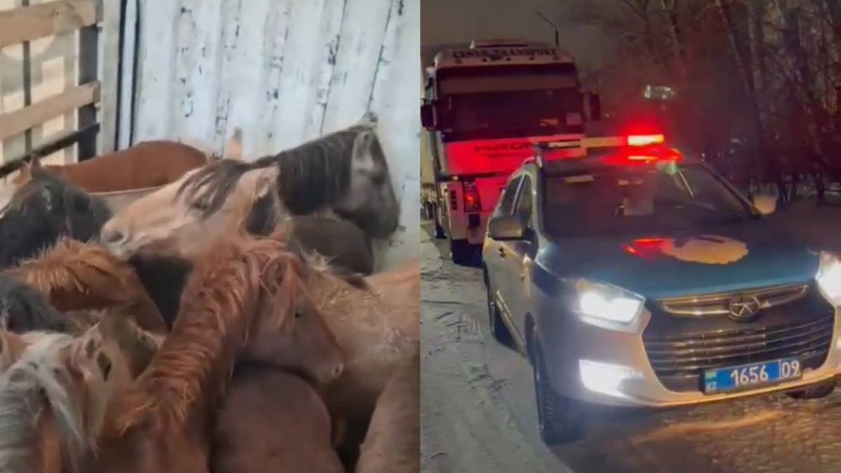 Қарағанды облысында ұрланған 45 жылқы тиелген жүк көлігі ұсталды
