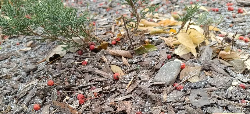 Какие сюрпризы преподнесет казахстанцам погода в ближайшие дни