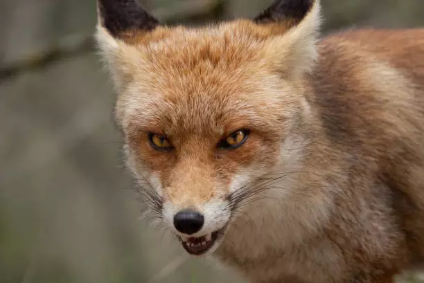 Лиса напала на женщину в Житикаре: область запросила разрешение на отстрел