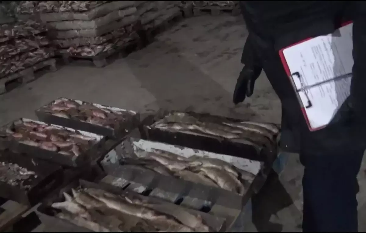 Незаконный вывоз рыбы: суд вынес приговор руководству СПК «Кызылорда Балык»