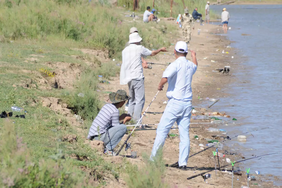 В Урале наблюдается нашествие судака