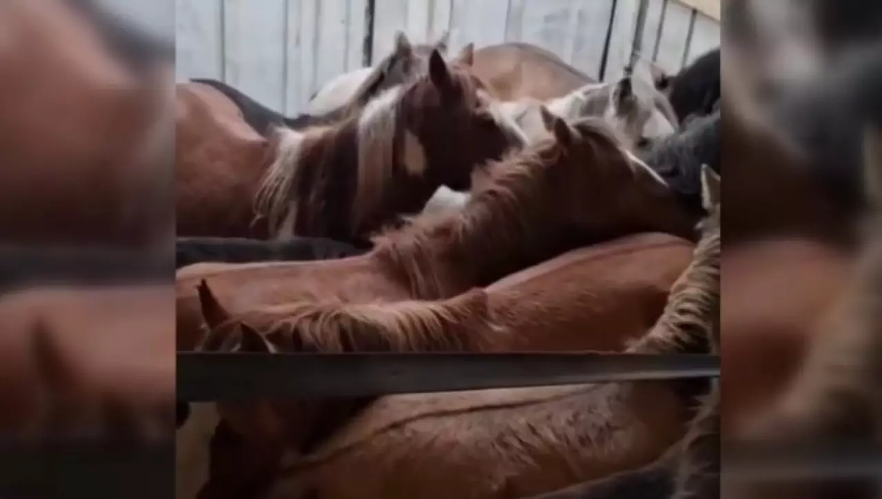 Грузовик с похищенными лошадьми задержали в Темиртау