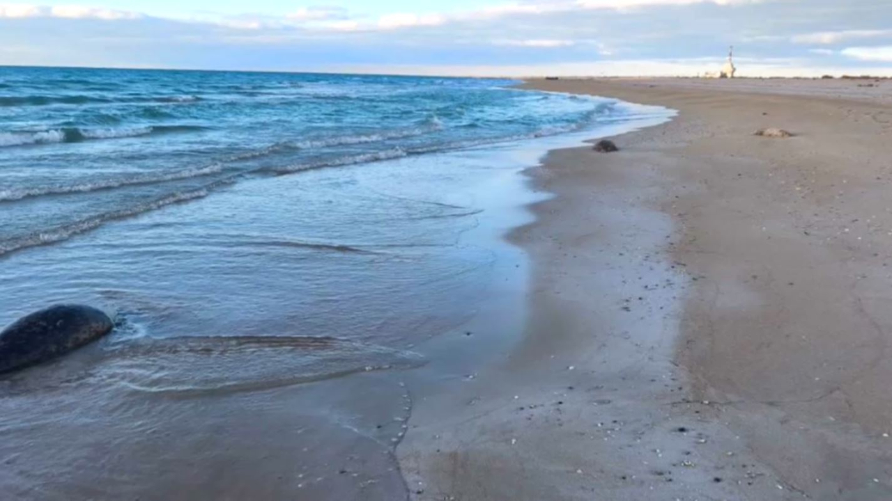 Каспий теңізінен экологтар зиянды зат таппады