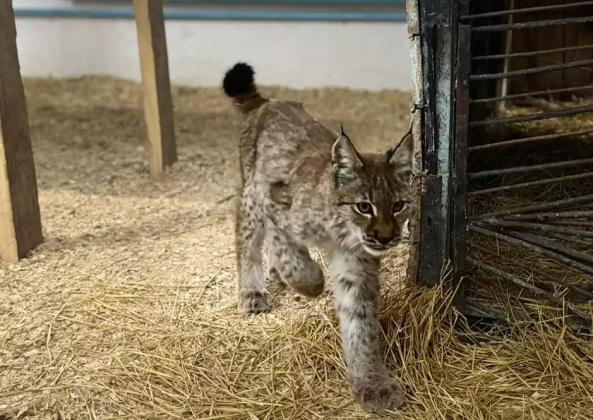 Детеныш рыси пришел к людям в Абайской области