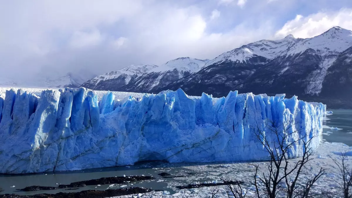 ЖИ Арктикадағы жануарлар мен өсімдіктерді қорғауға пайдаланыла бастады