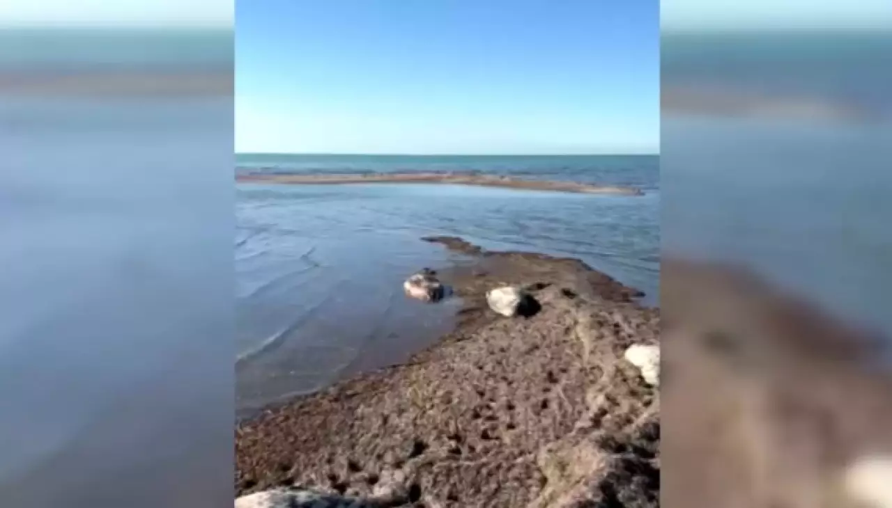 На побережье Каспия снова обнаружили мертвых тюленей