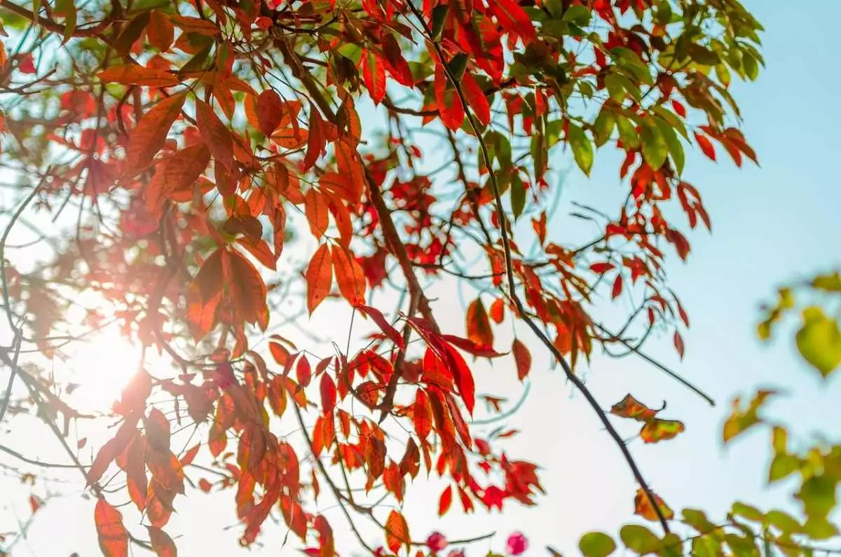 Теплая осенняя погода сохранится в Шымкенте