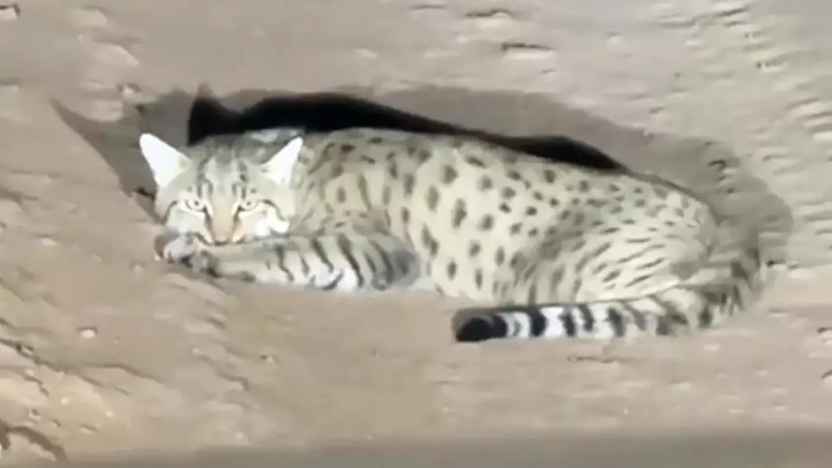 Маңғыстау жолында дала мысығы байқалды