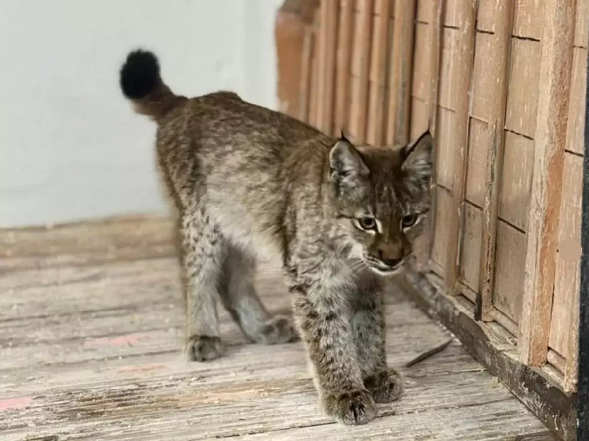 В области Абай детеныш рыси пришел к людям за помощью