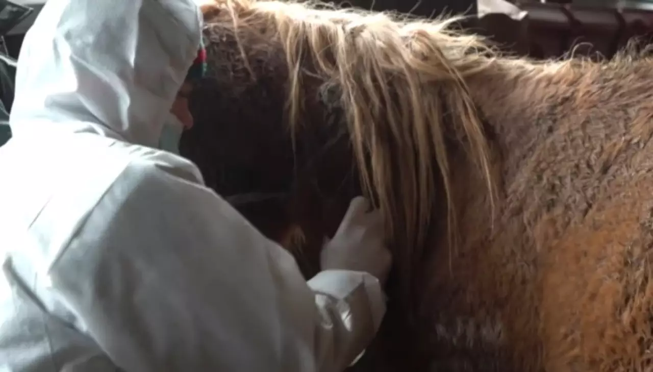 Ветеринары приписали 10 тысяч привитых животных в СКО