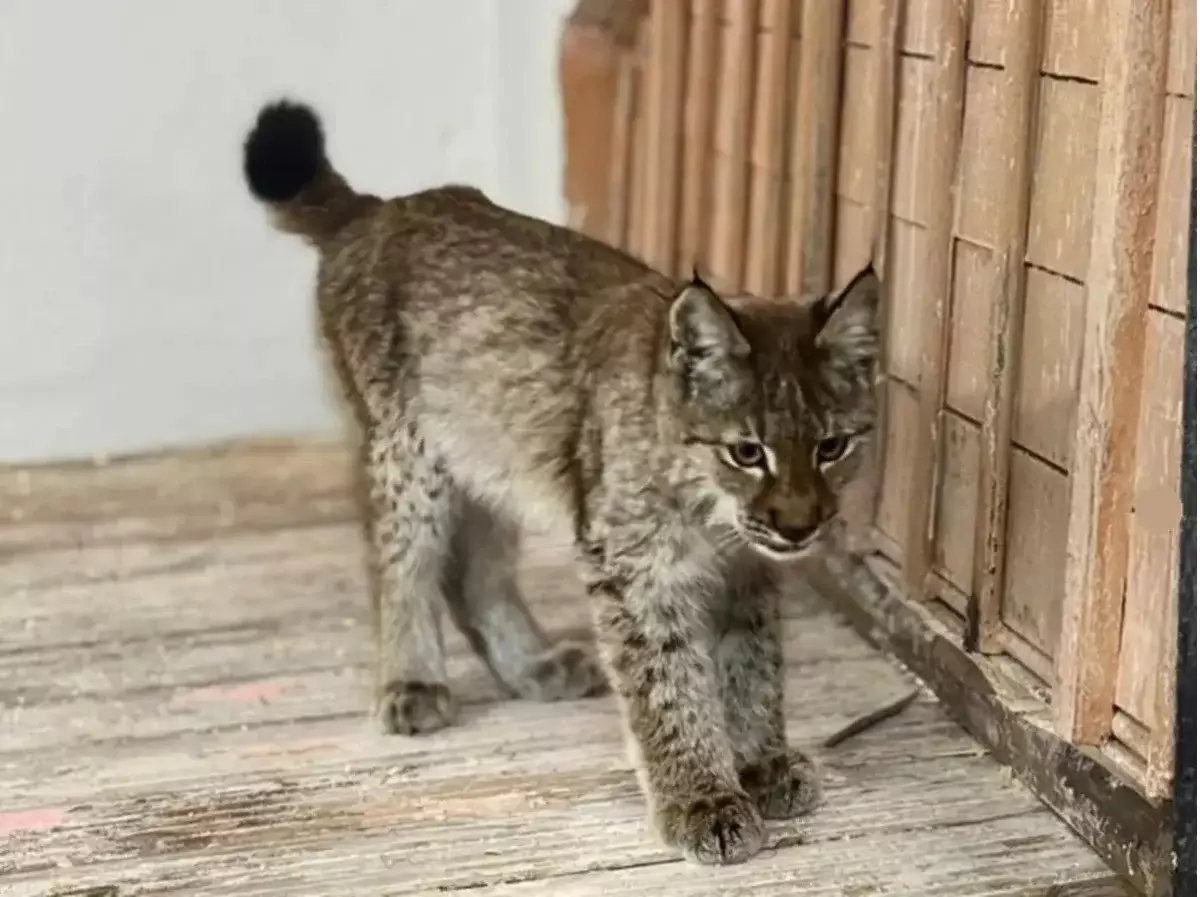 В Абайской области детеныш рыси вышел к людям за помощью