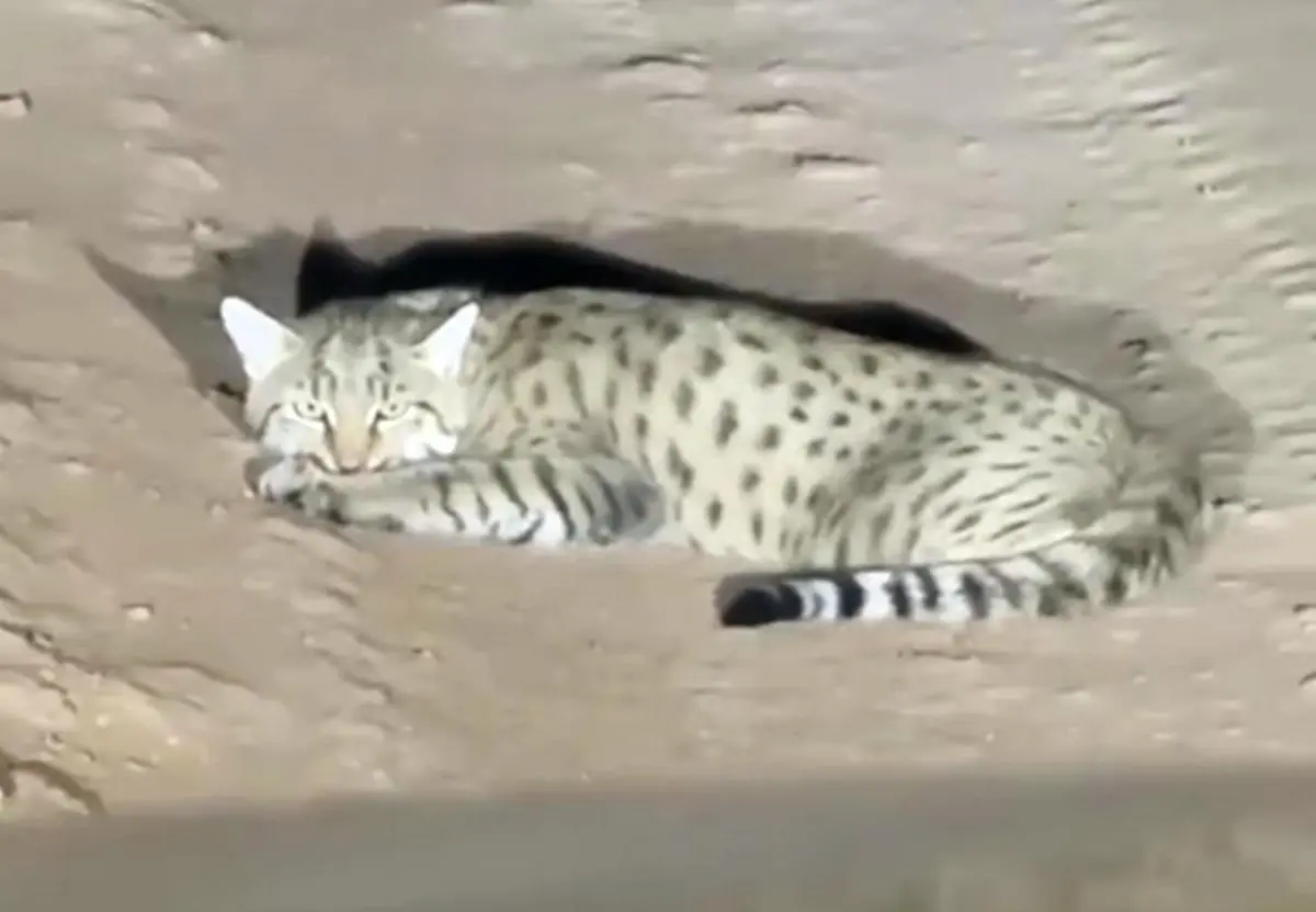 На дороге в Мангистау заметили дикого степного кота - новости на Lada.kz 10.11.2025