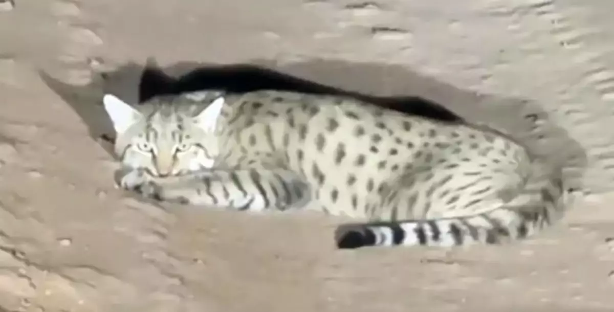 Дикого степного кота заметили на дороге в Мангистау (ВИДЕО)