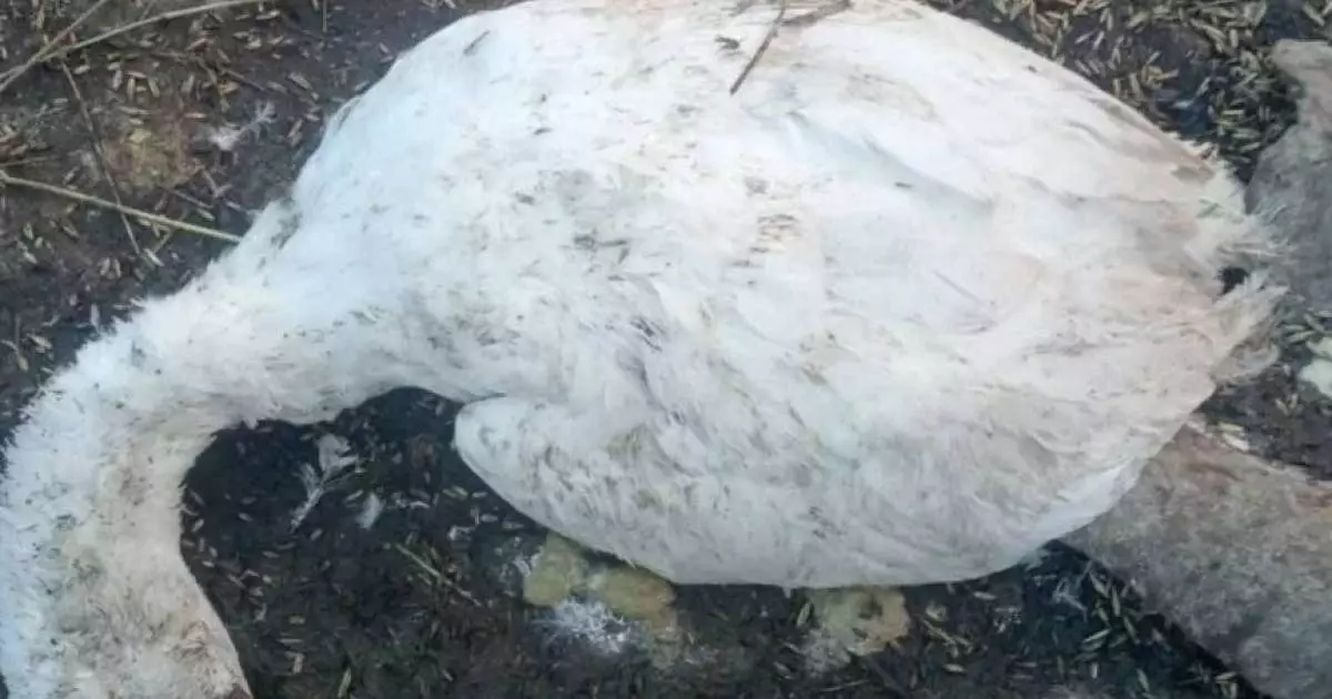  Павлодарда үй құстарының неден қырылғаны анықталмай отыр 